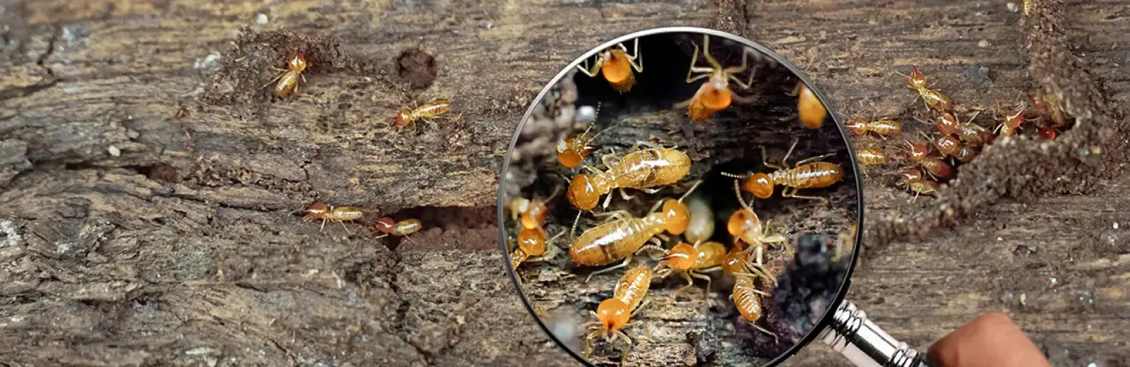 termites in wood being inspected