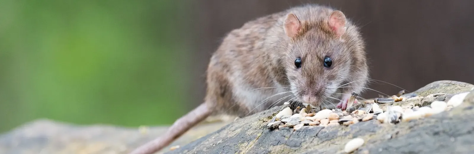 norway rat eating seeds on rock