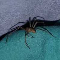 brown recluse spider