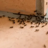 ants on corner