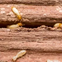termites on wooden structure
