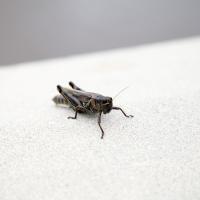 cricket on the sidewalk