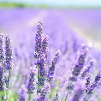 Lavender plant 