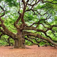 charleston live oak tree