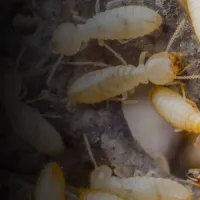 Termites on wood