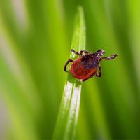 dog tick on grass