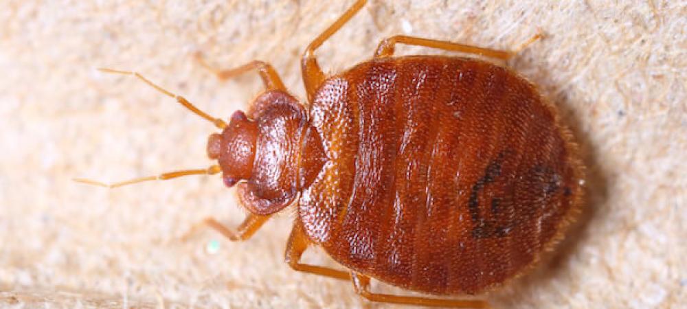 close up image of a bed bug