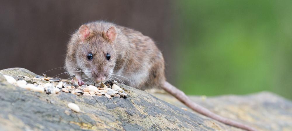 rat outside
