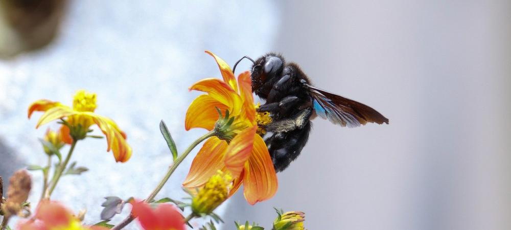carpenter bee landing on a flower