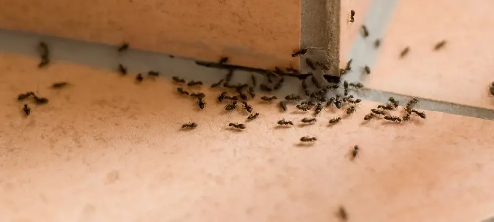 ants on corner