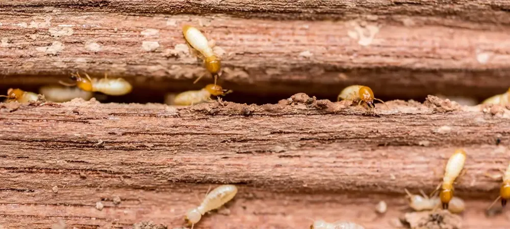 termites on wooden structure