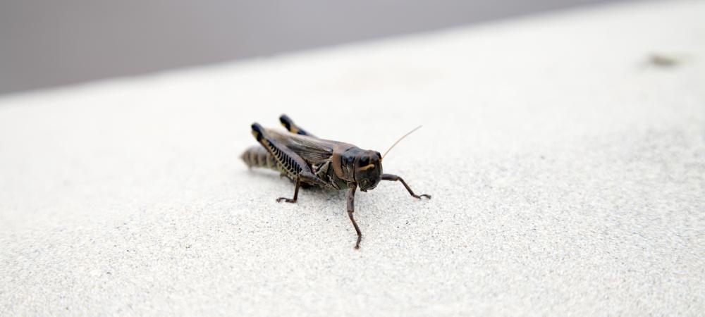 cricket on the sidewalk