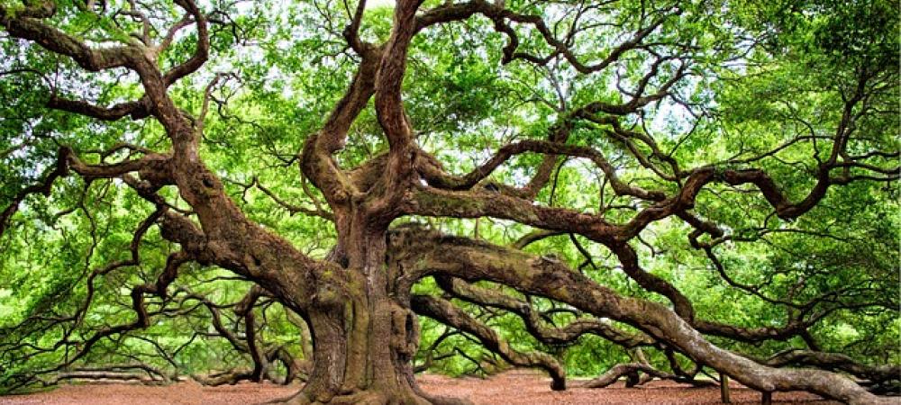charleston live oak tree