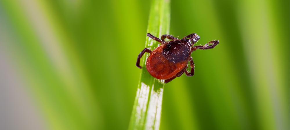 dog tick on grass