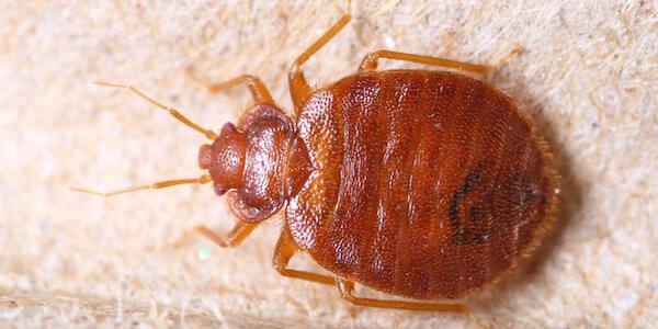 close up image of a bed bug