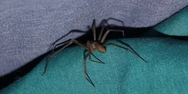 brown recluse spider