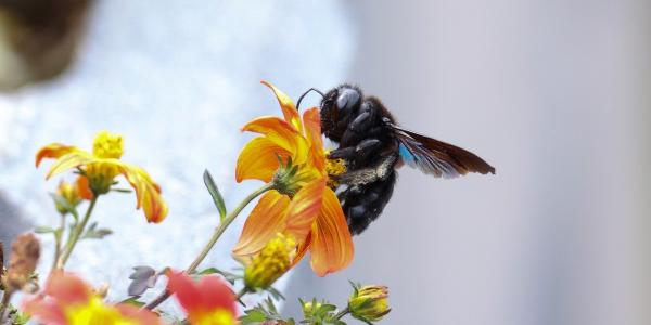carpenter bee landing on a flower