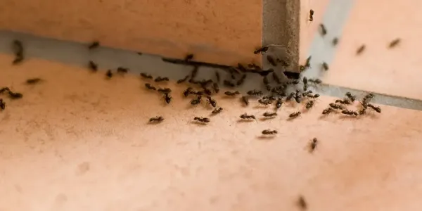 ants on corner