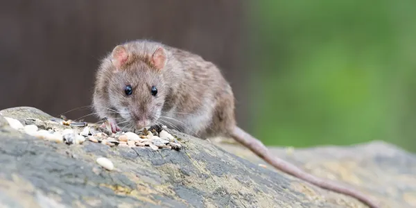 Norway Rat on rock eating seeding
