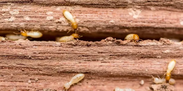 termites on wooden structure