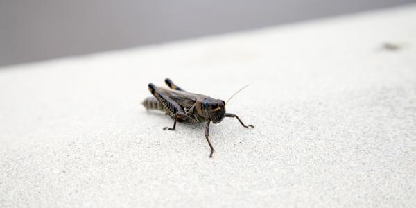 cricket on the sidewalk