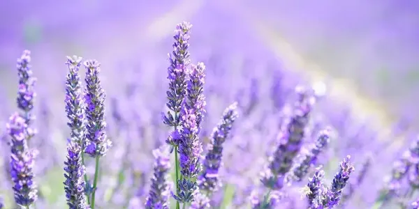 Lavender plant 