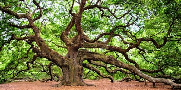 charleston live oak tree