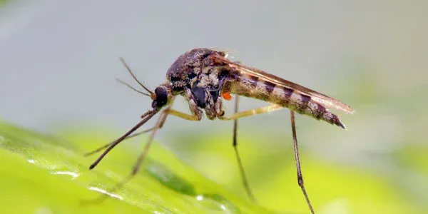 Mosquito outside on leaf