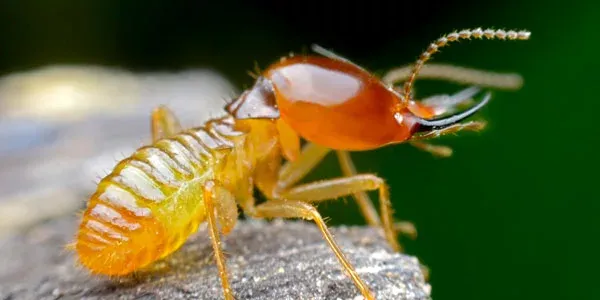 Termite outside on wood