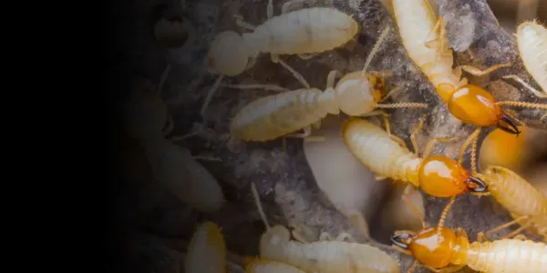 Termites on wood