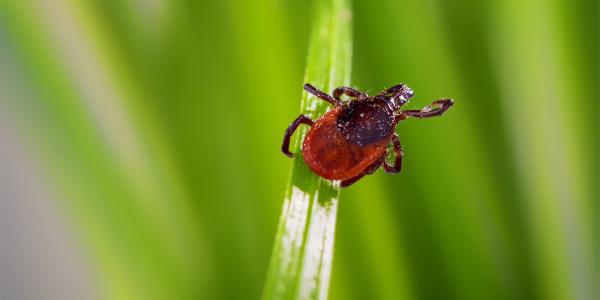 dog tick on grass
