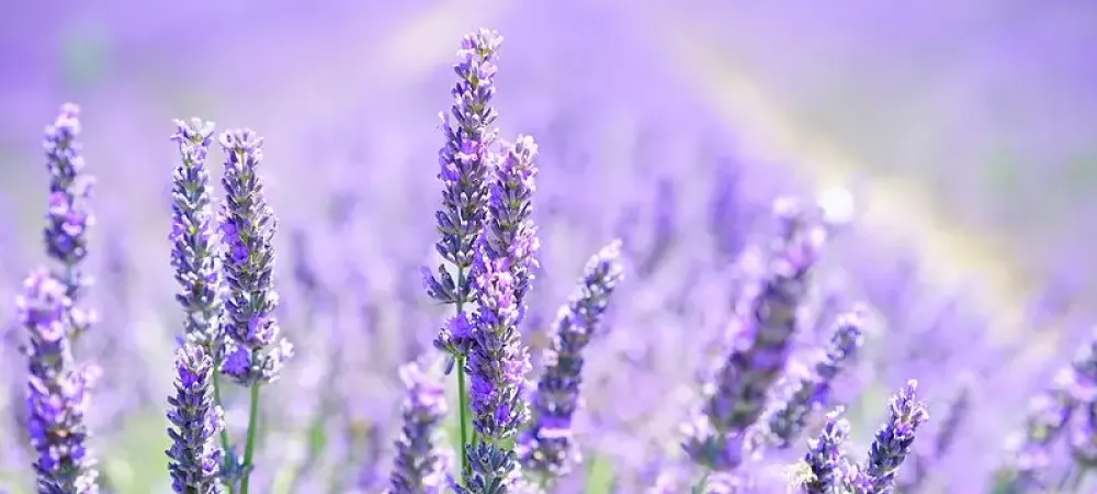 Lavender plant 
